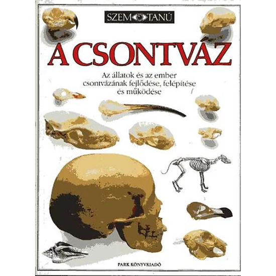 A csontváz